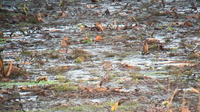 Dunlin - ML625920554