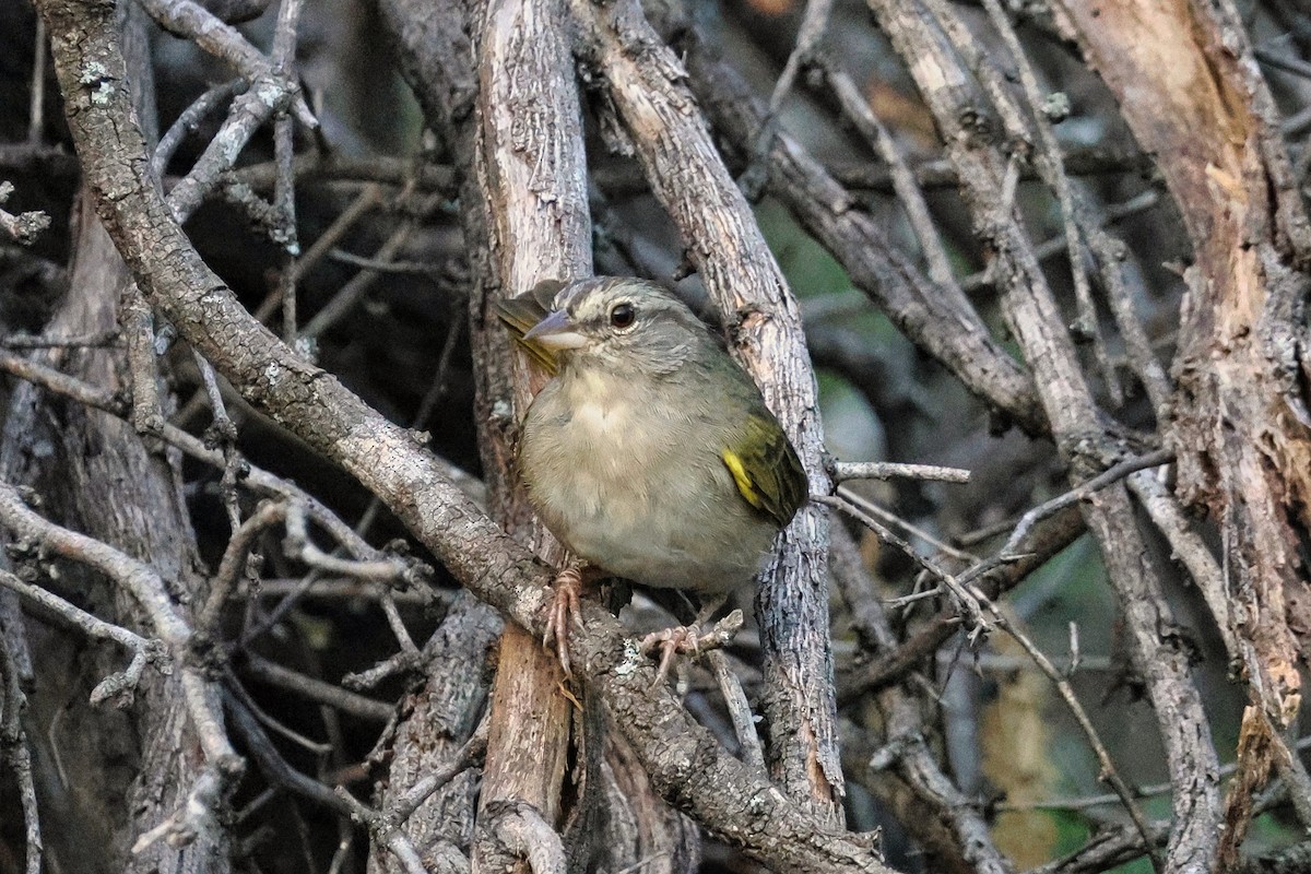 Olive Sparrow - ML625920739