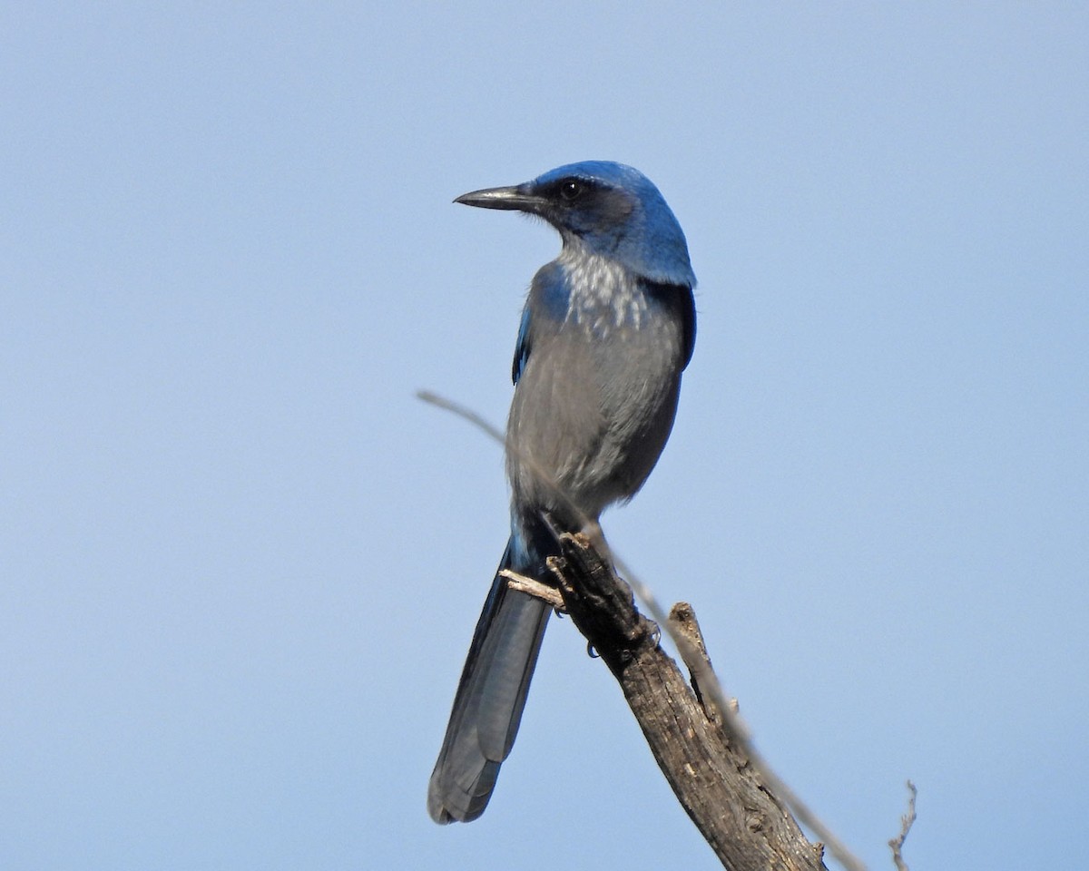 Woodhouse's Scrub-Jay - ML625920785