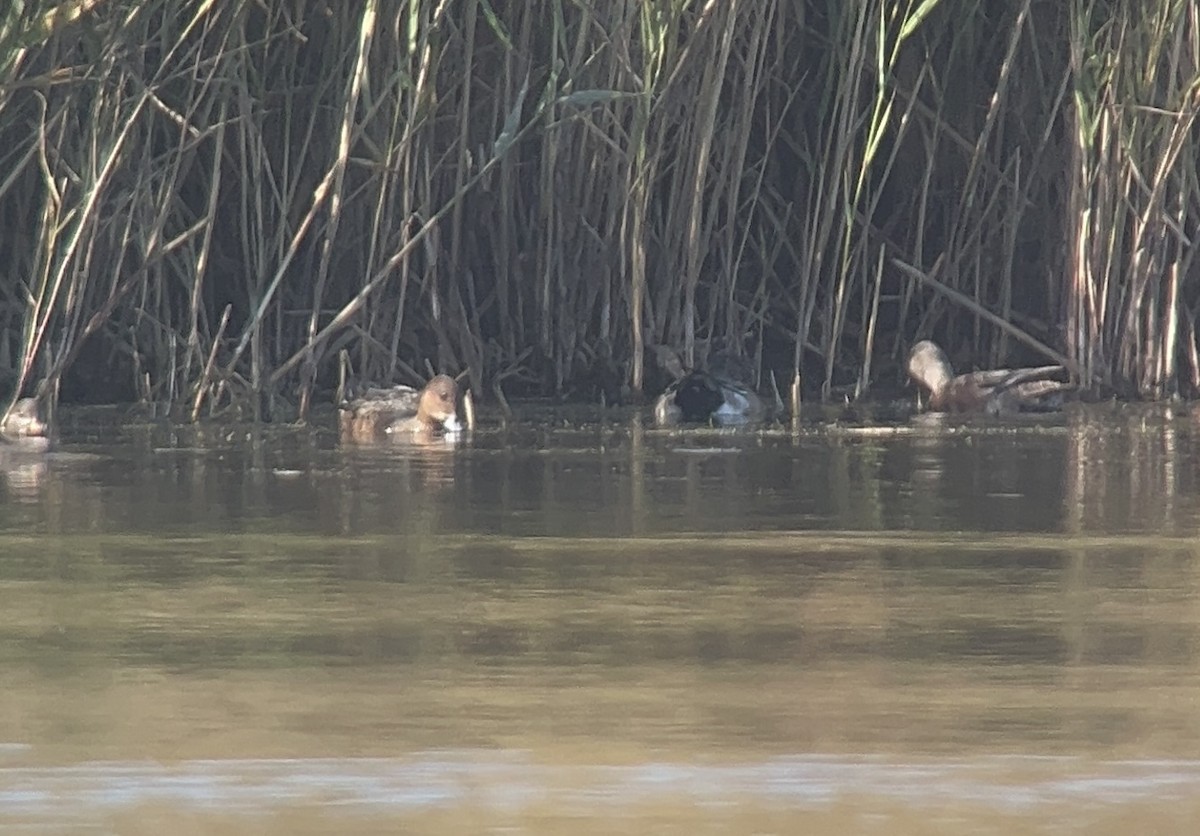 Eurasian Wigeon - ML625920819