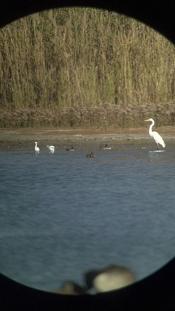 Snowy Egret - ML625920835