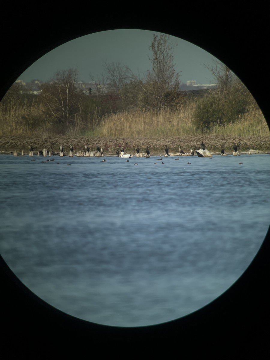 American White Pelican - ML625920844