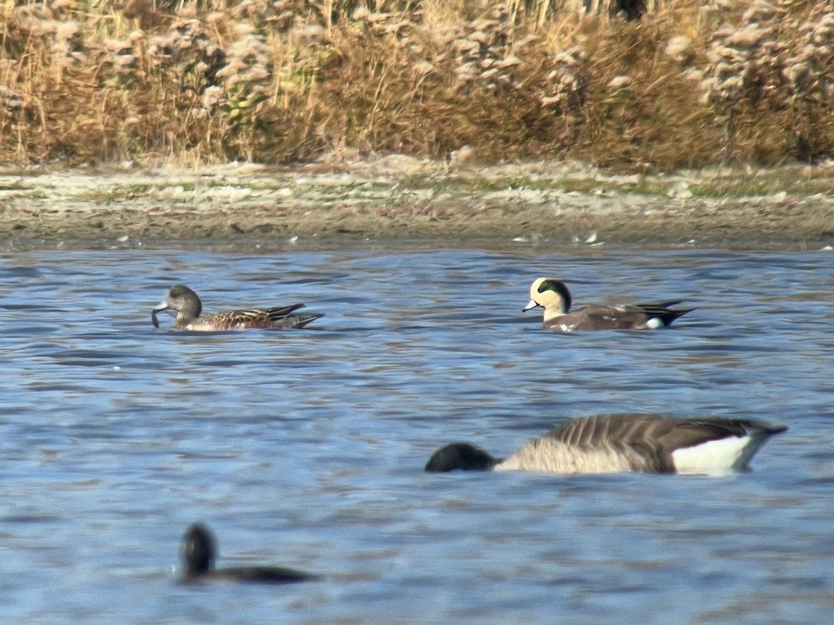 American Wigeon - ML625920856