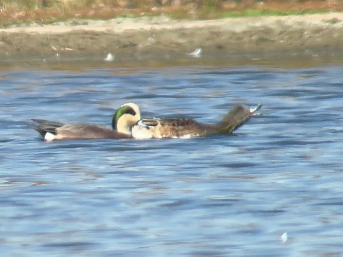 American Wigeon - ML625920857