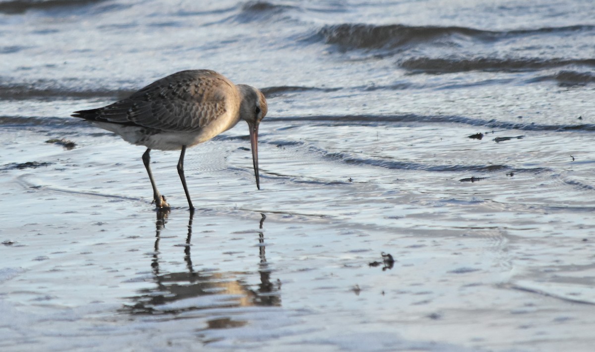 Hudsonian Godwit - ML625920860