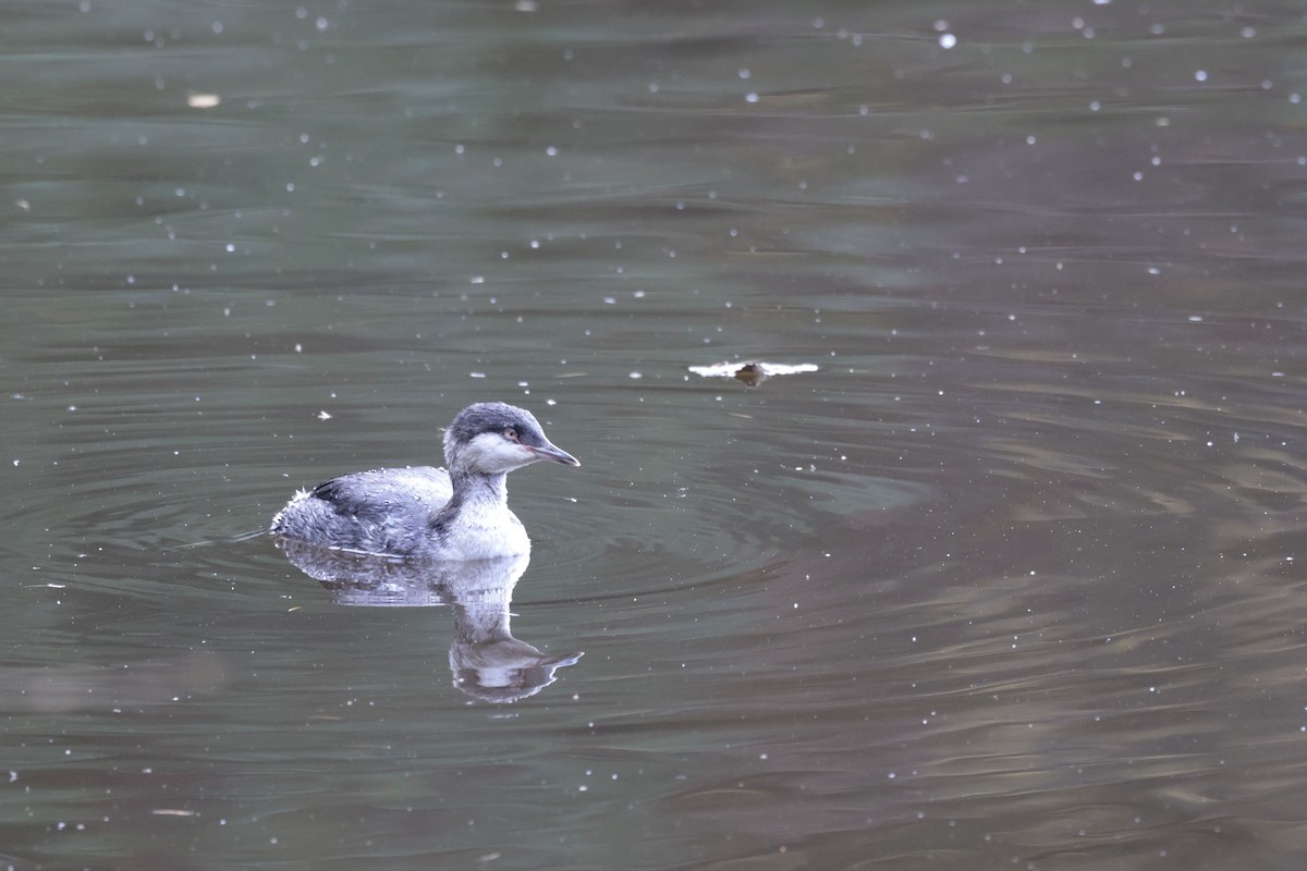 Horned Grebe - ML625920870