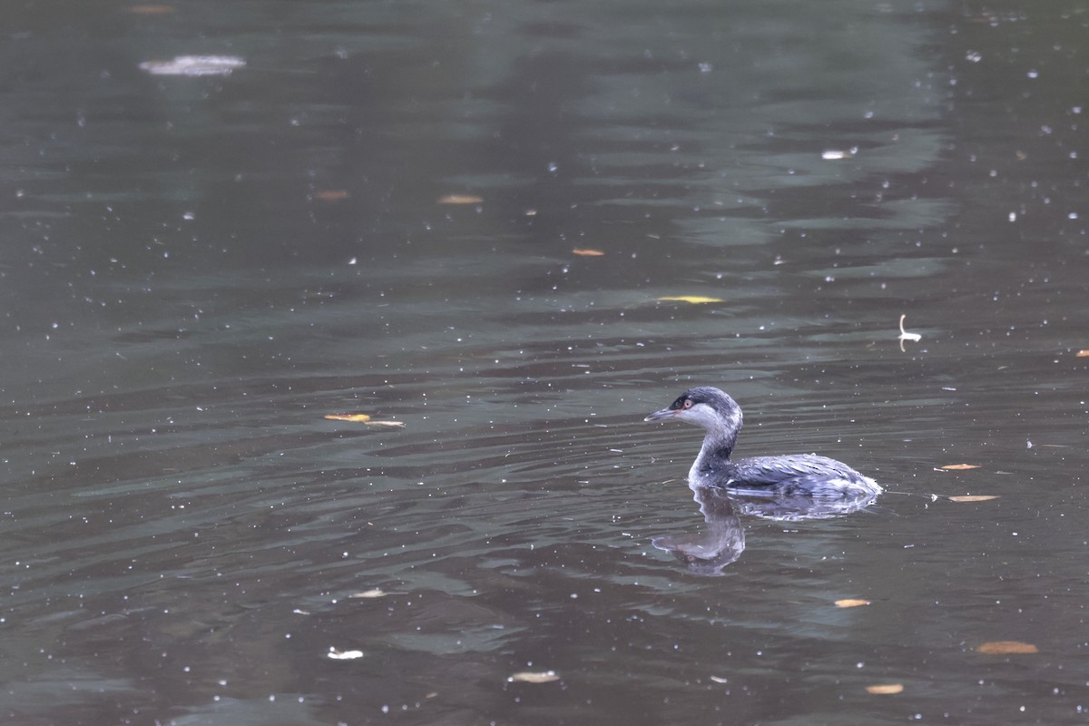 Horned Grebe - ML625920871