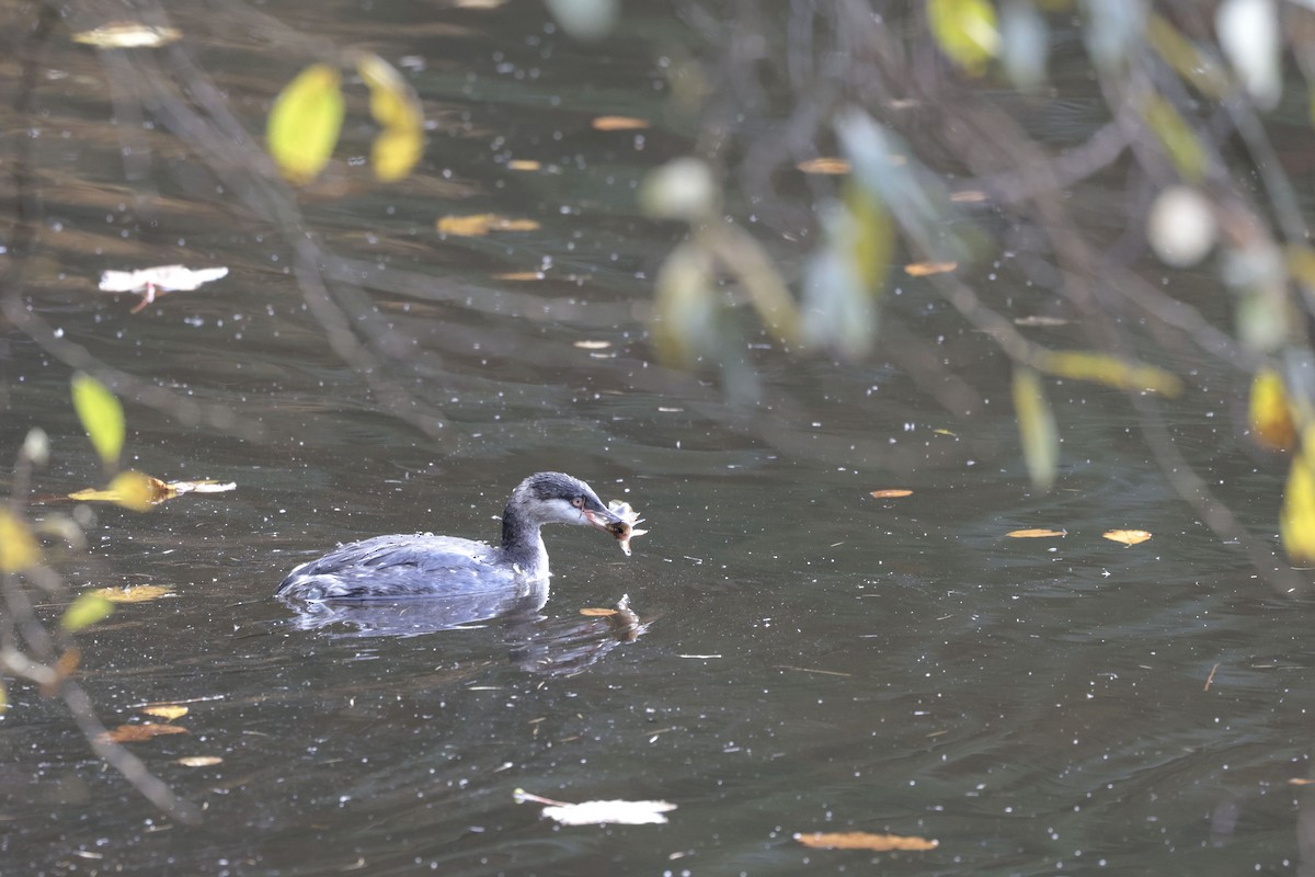 Horned Grebe - ML625920872