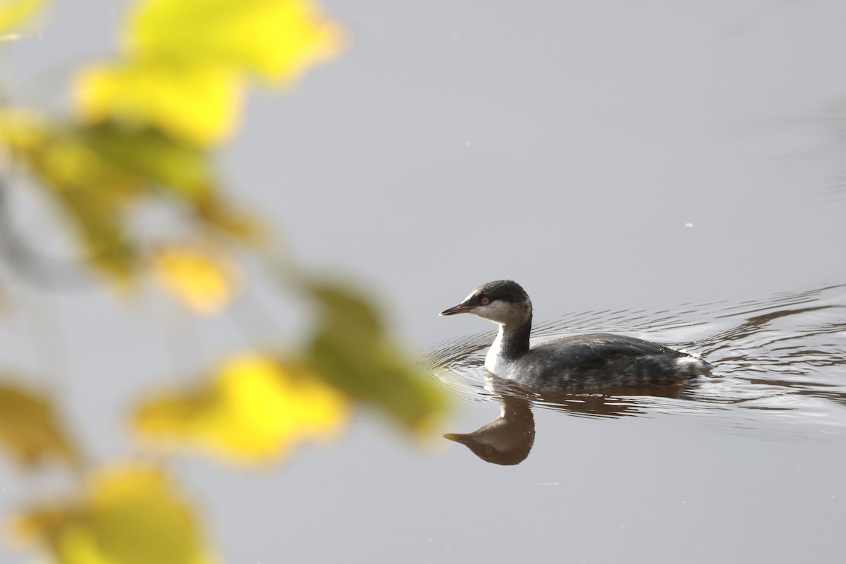 Horned Grebe - ML625920873