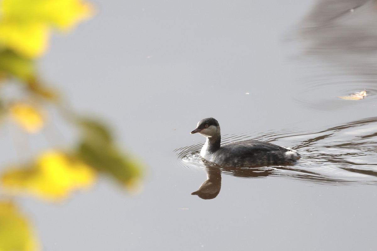 Horned Grebe - ML625920874