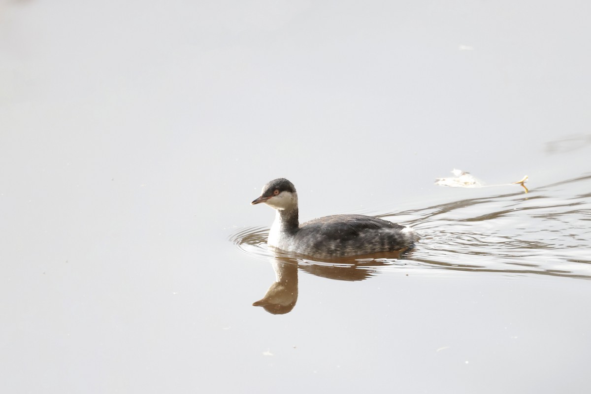 Horned Grebe - ML625920875