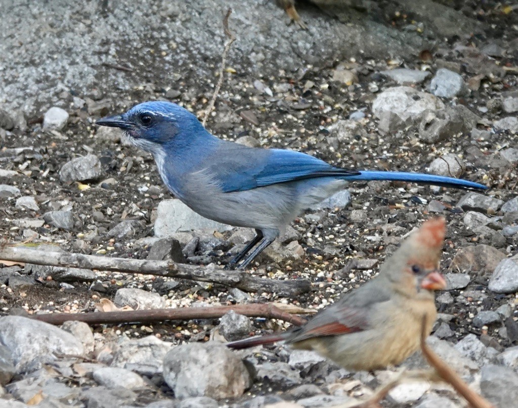 Woodhouse's Scrub-Jay (Woodhouse's) - ML625920953