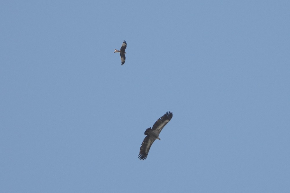 Red Kite - ML625920971