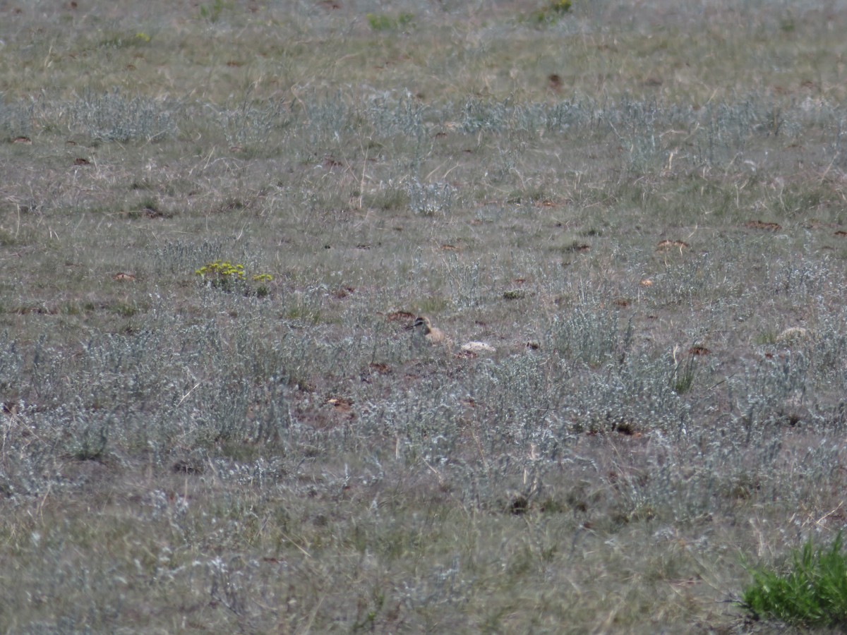 Mountain Plover - ML625921157