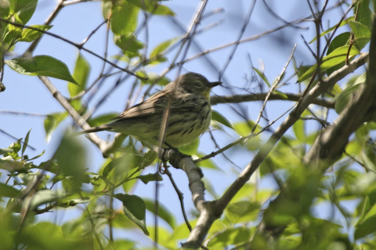 Kirtland's Warbler - ML625921162