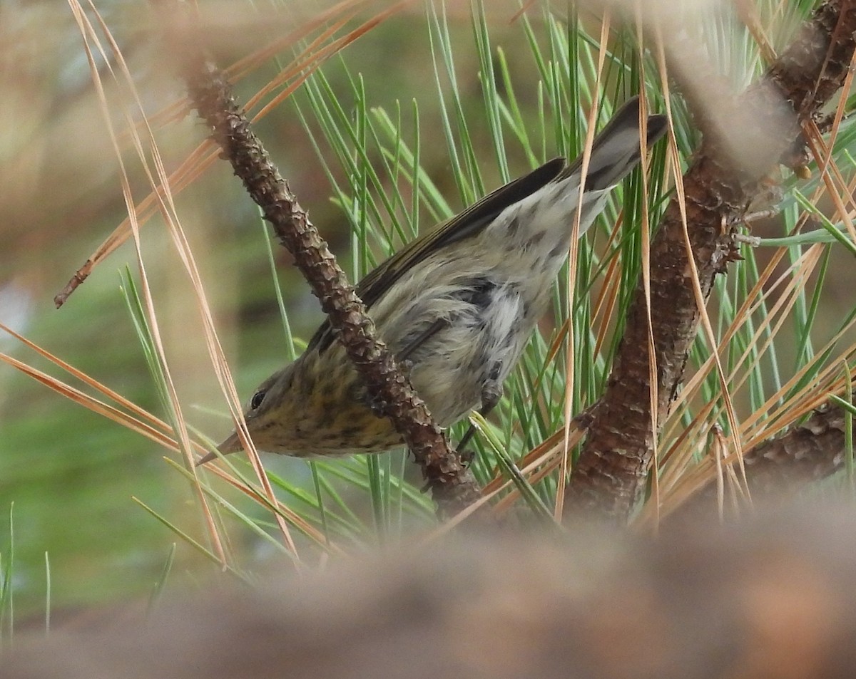 Cape May Warbler - ML625921474