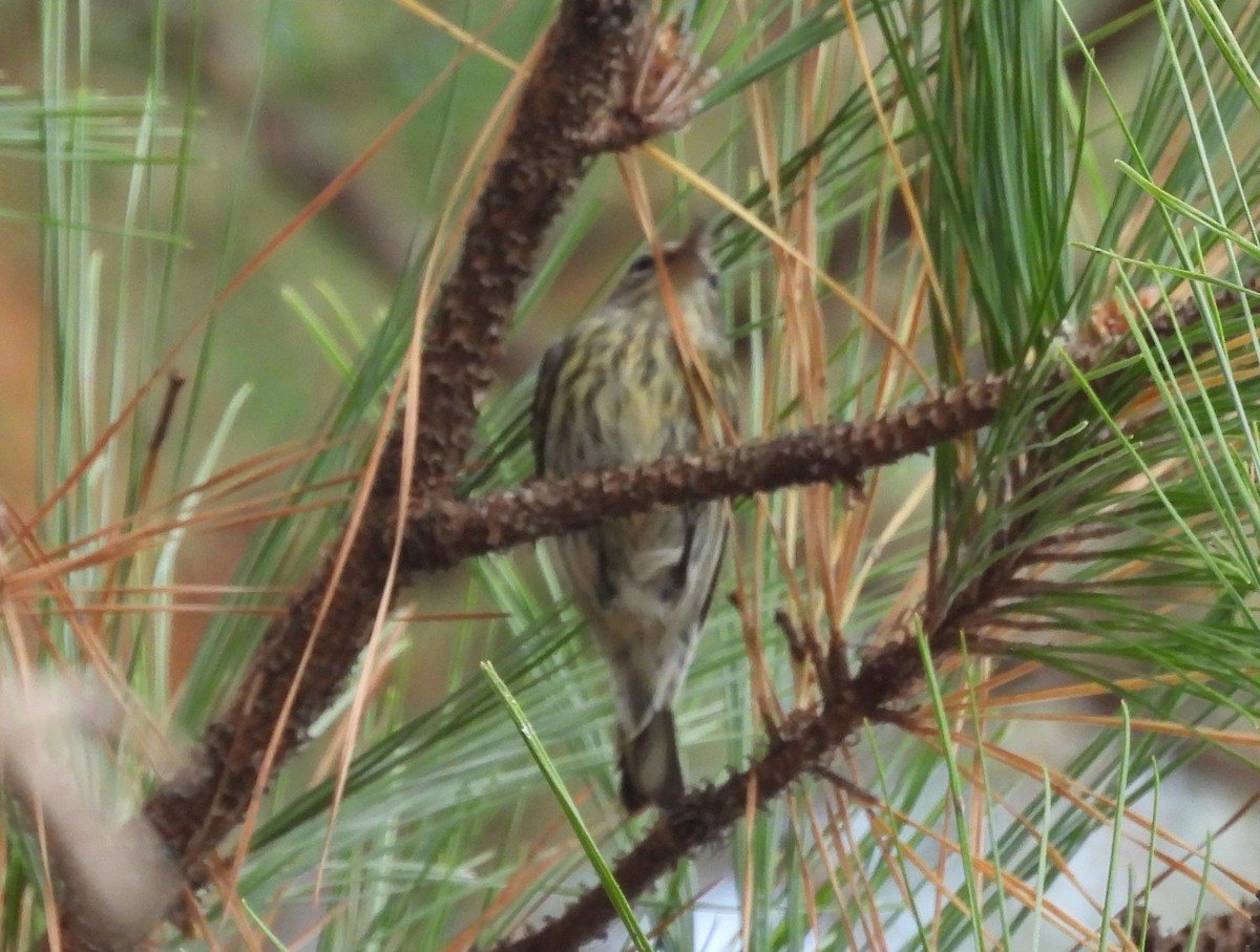 Cape May Warbler - ML625921475