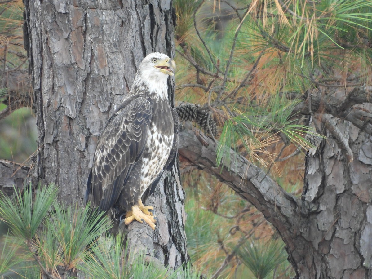 Bald Eagle - ML625921528