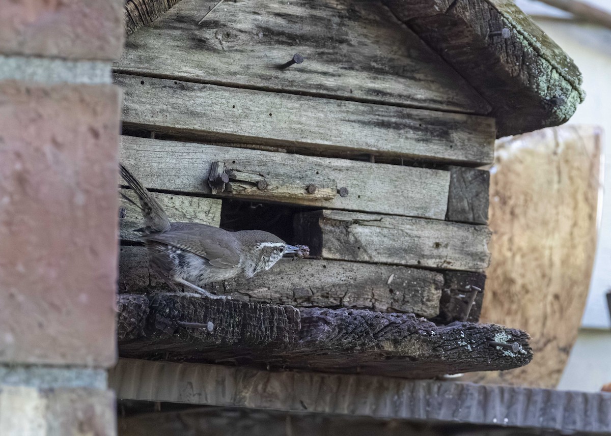 Bewick's Wren - ML625922273