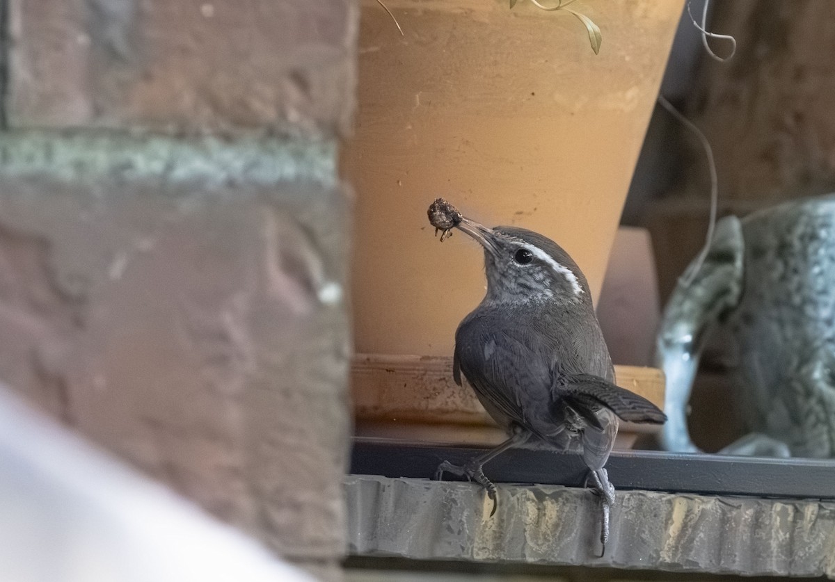 Bewick's Wren - ML625922274