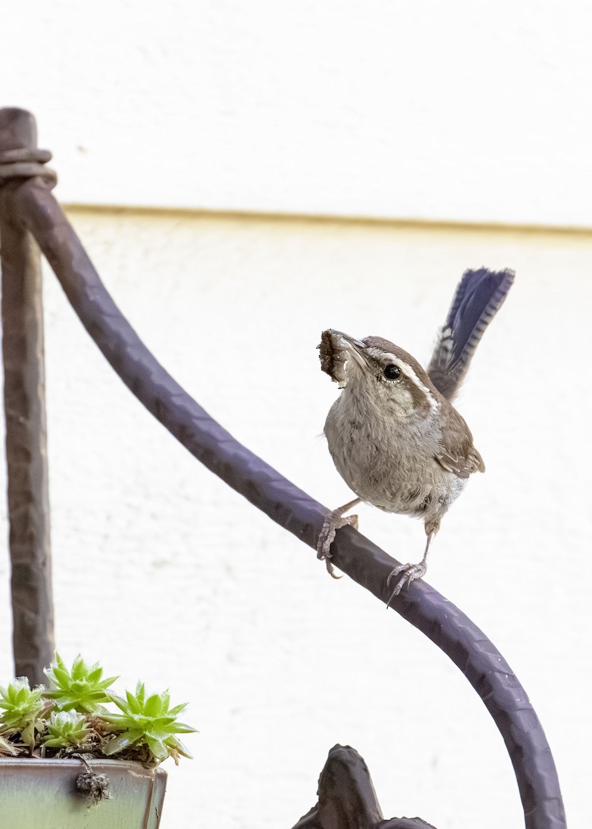 Bewick's Wren - ML625922275