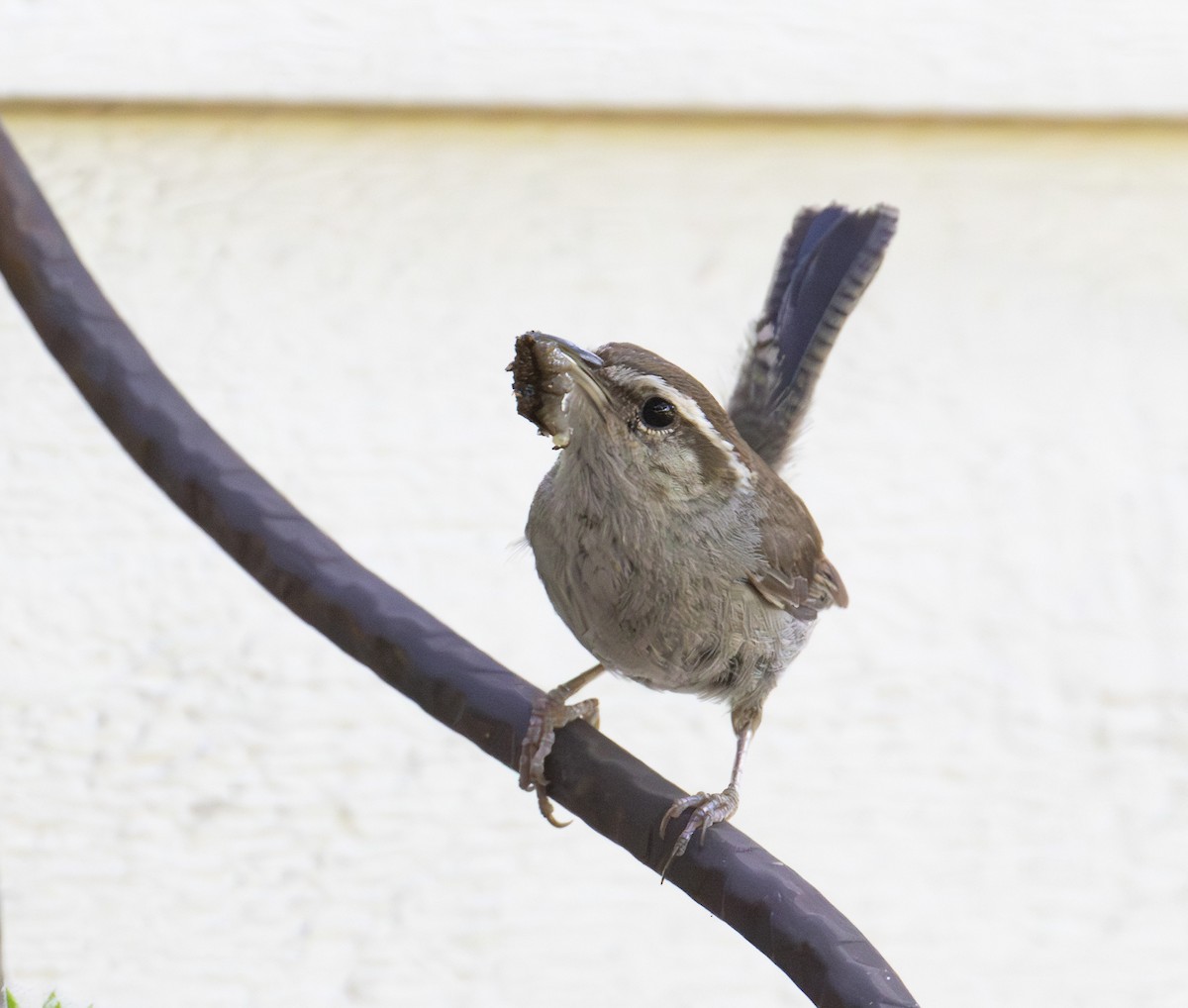 Bewick's Wren - ML625922276