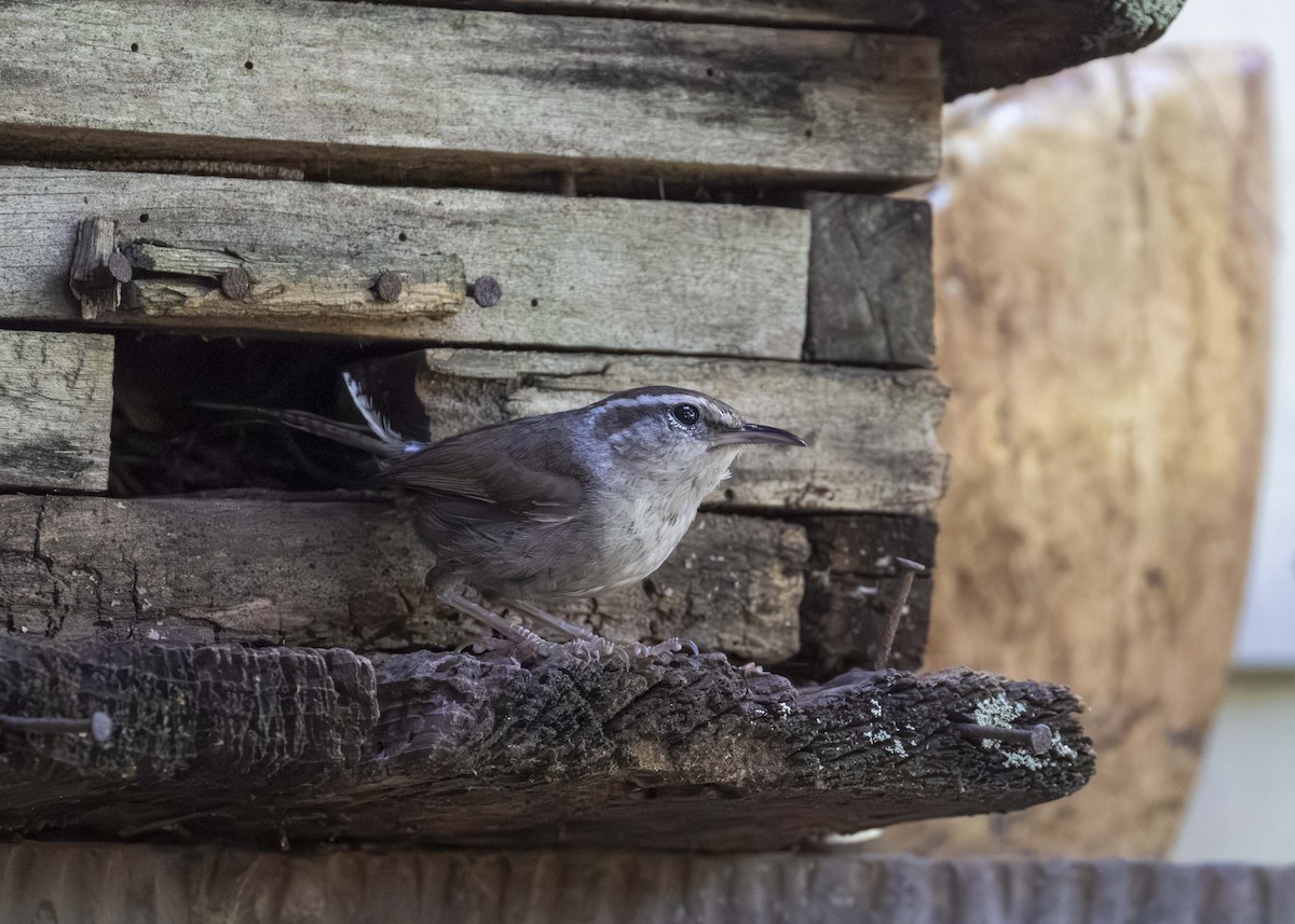 Bewick's Wren - ML625922277