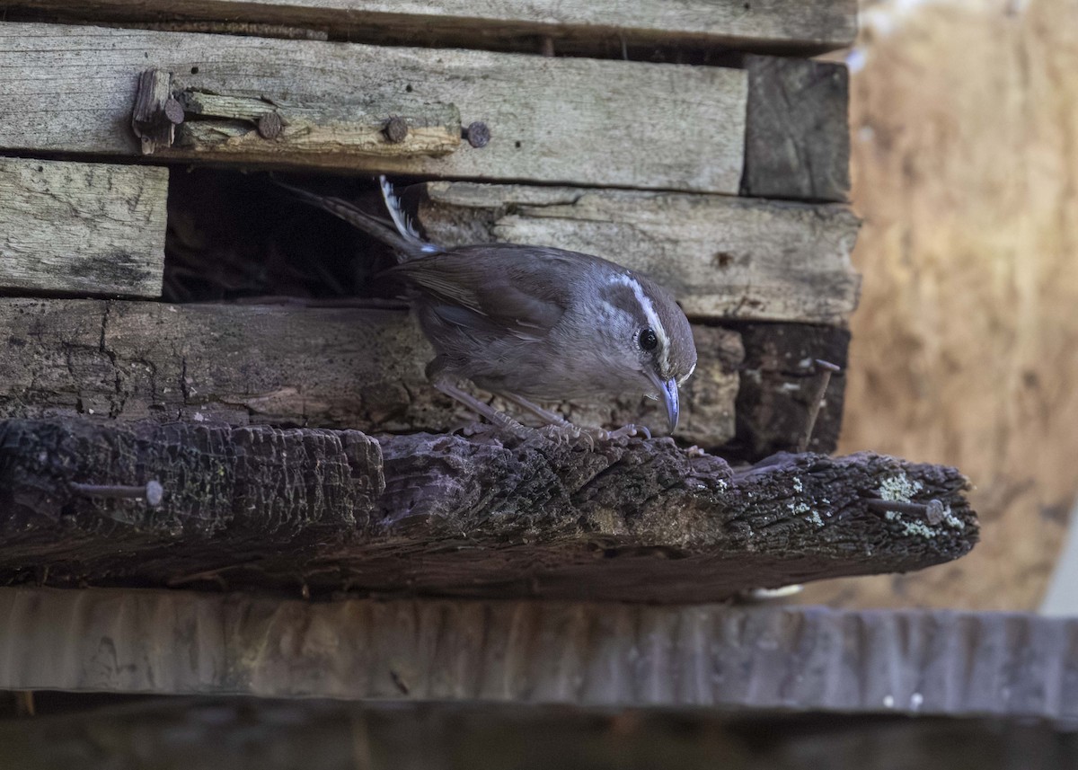 Bewick's Wren - ML625922278