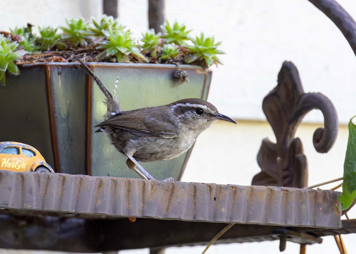 Bewick's Wren - ML625922279