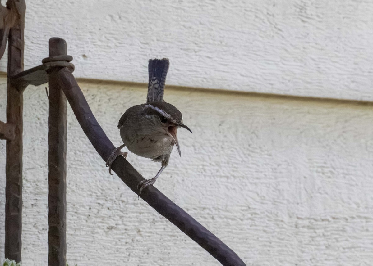 Bewick's Wren - ML625922280