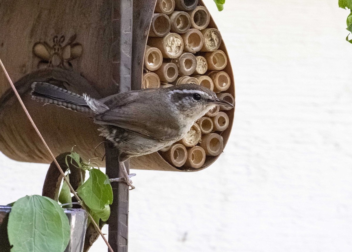 Bewick's Wren - ML625922281