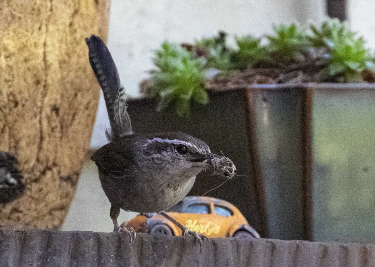 Bewick's Wren - ML625922282