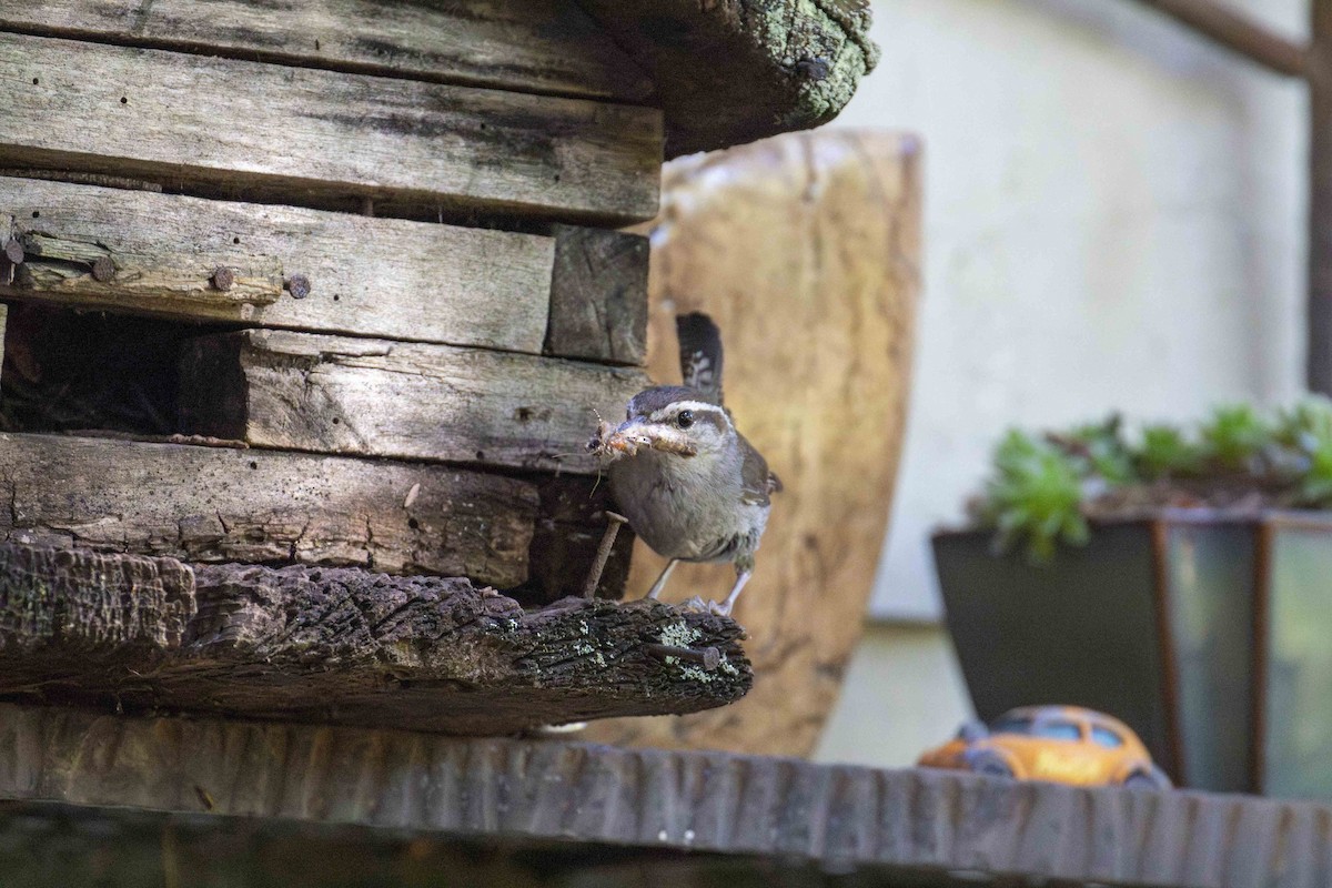 Bewick's Wren - ML625922283