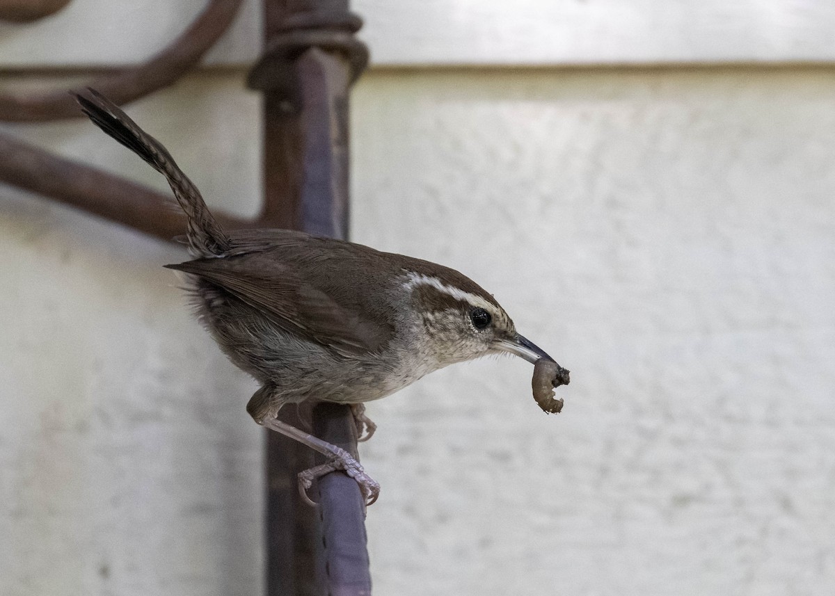 Bewick's Wren - ML625922284