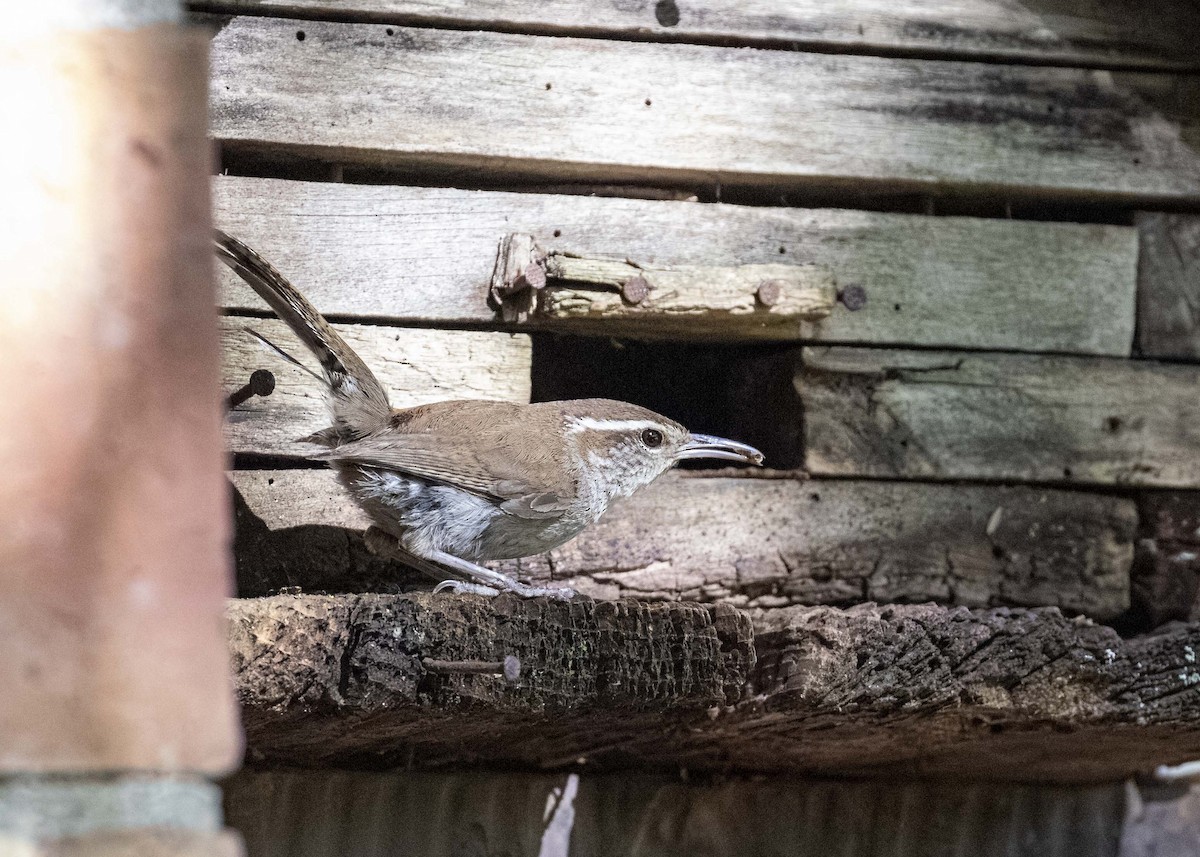 Bewick's Wren - ML625922285