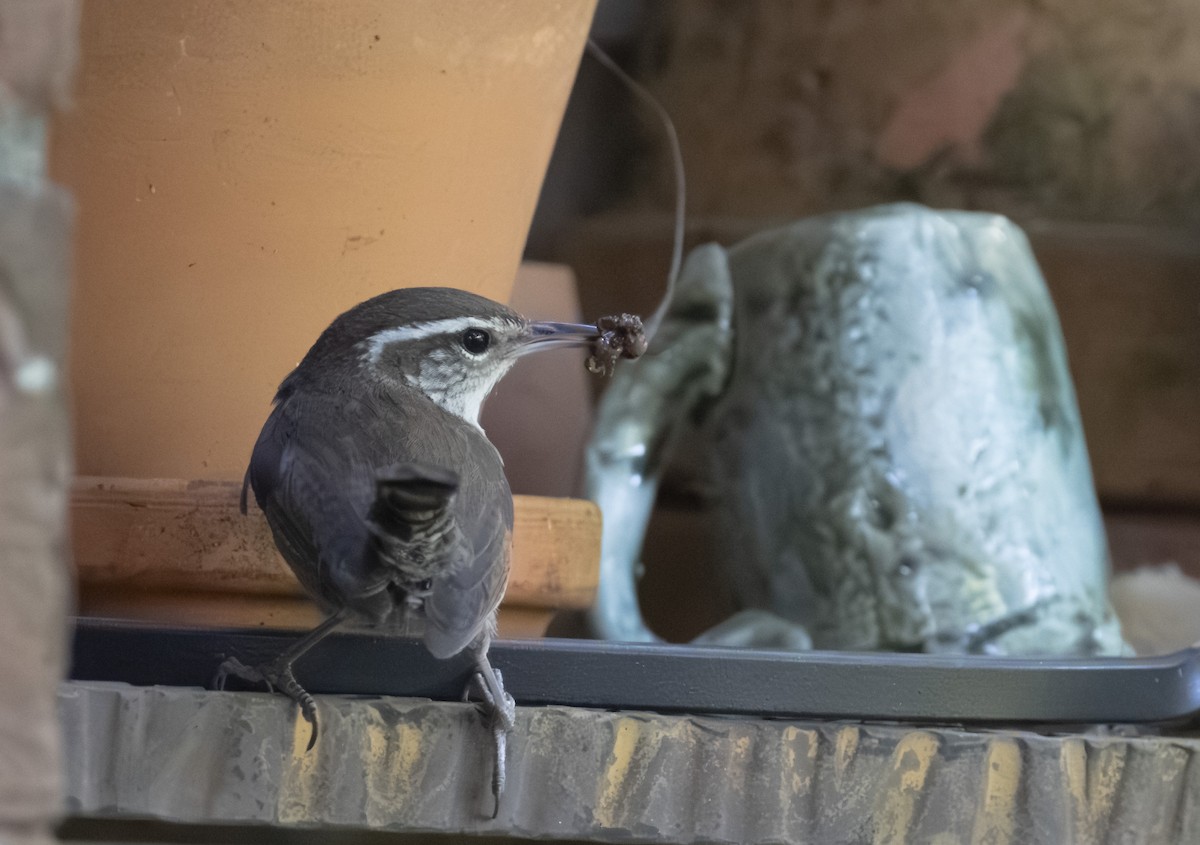 Bewick's Wren - ML625922287