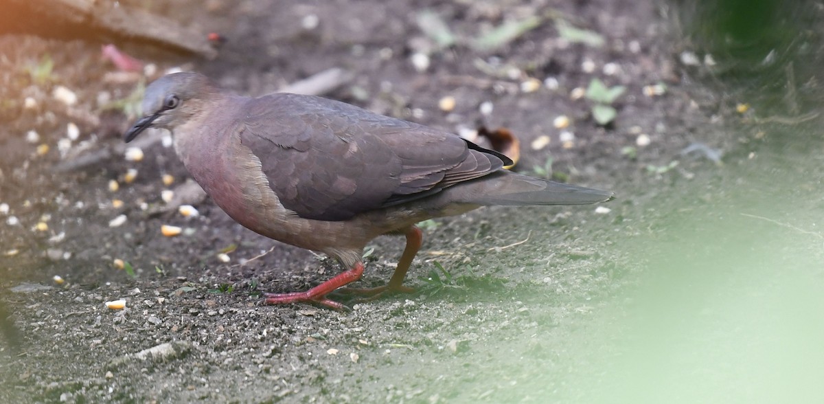 Tolima Dove - ML625922302