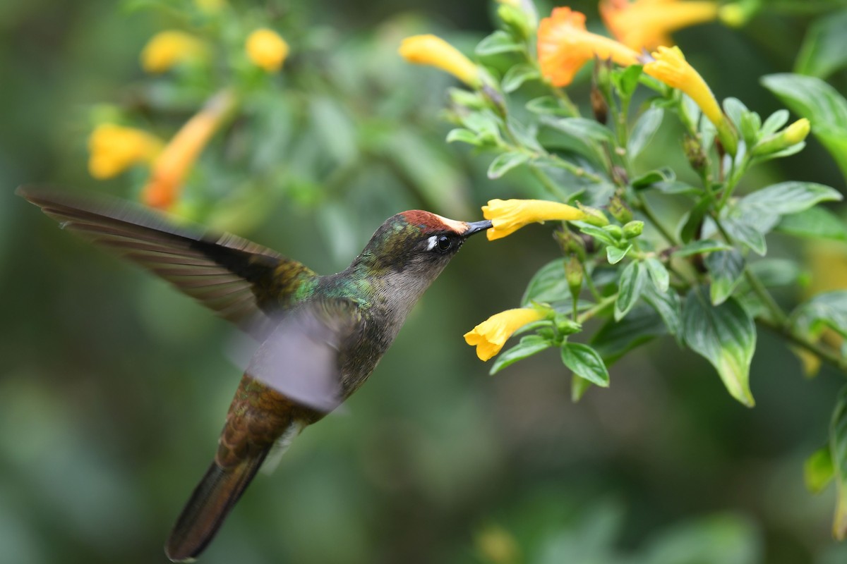 Tolima Blossomcrown - ML625922340