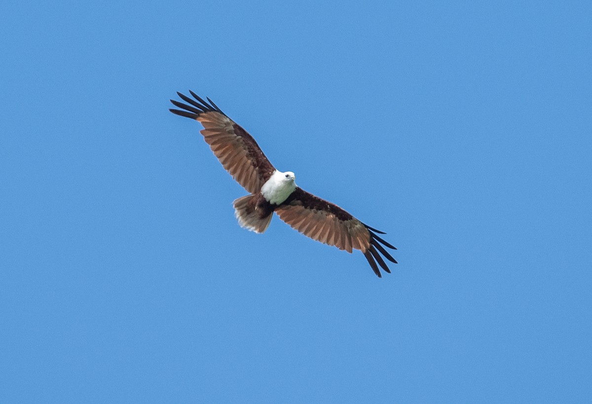 Brahminy Kite - ML625922688