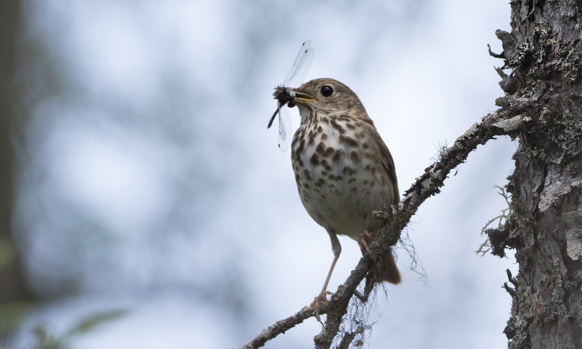 Hermit Thrush (faxoni/crymophilus) - ML62592271