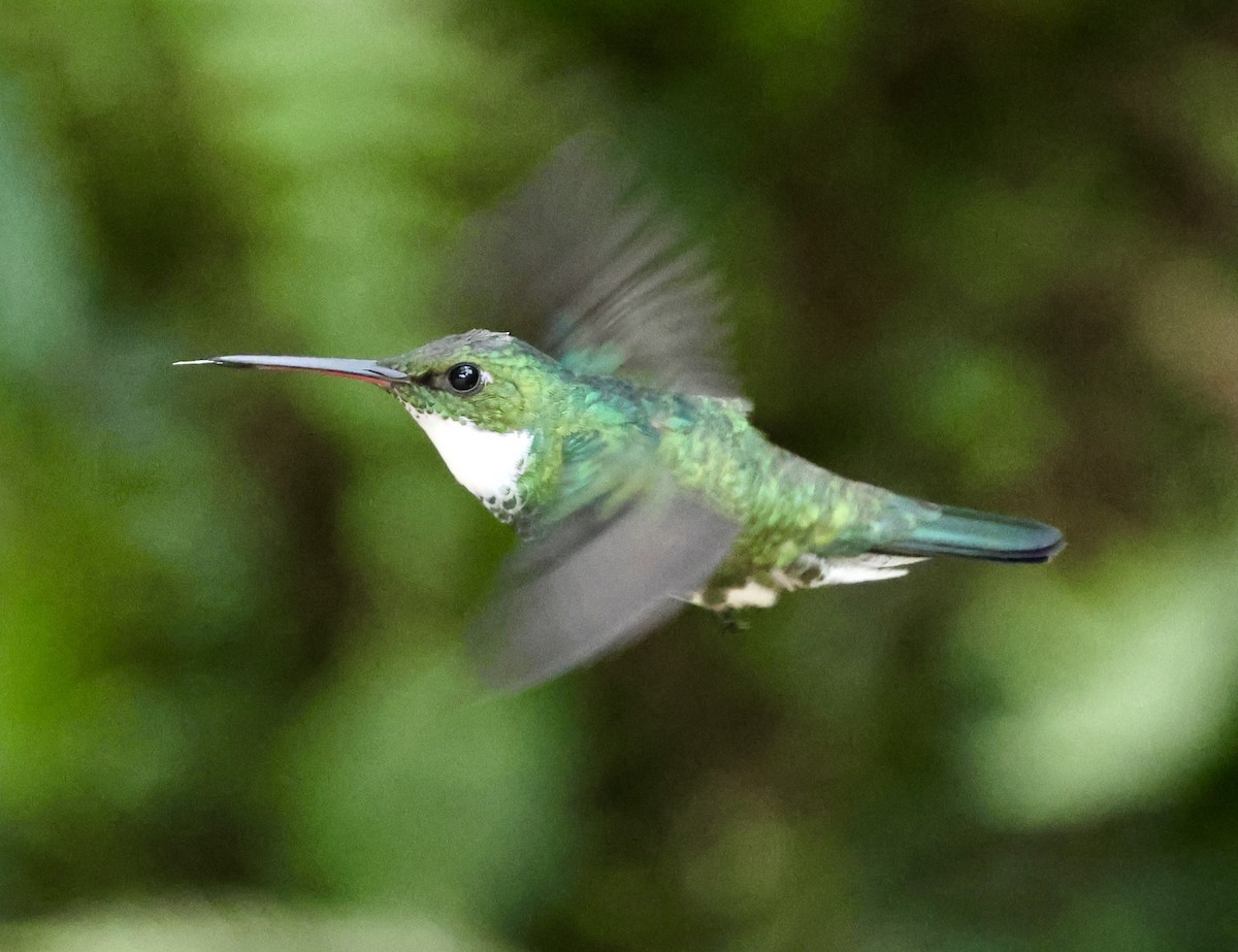 White-throated Hummingbird - ML625922718