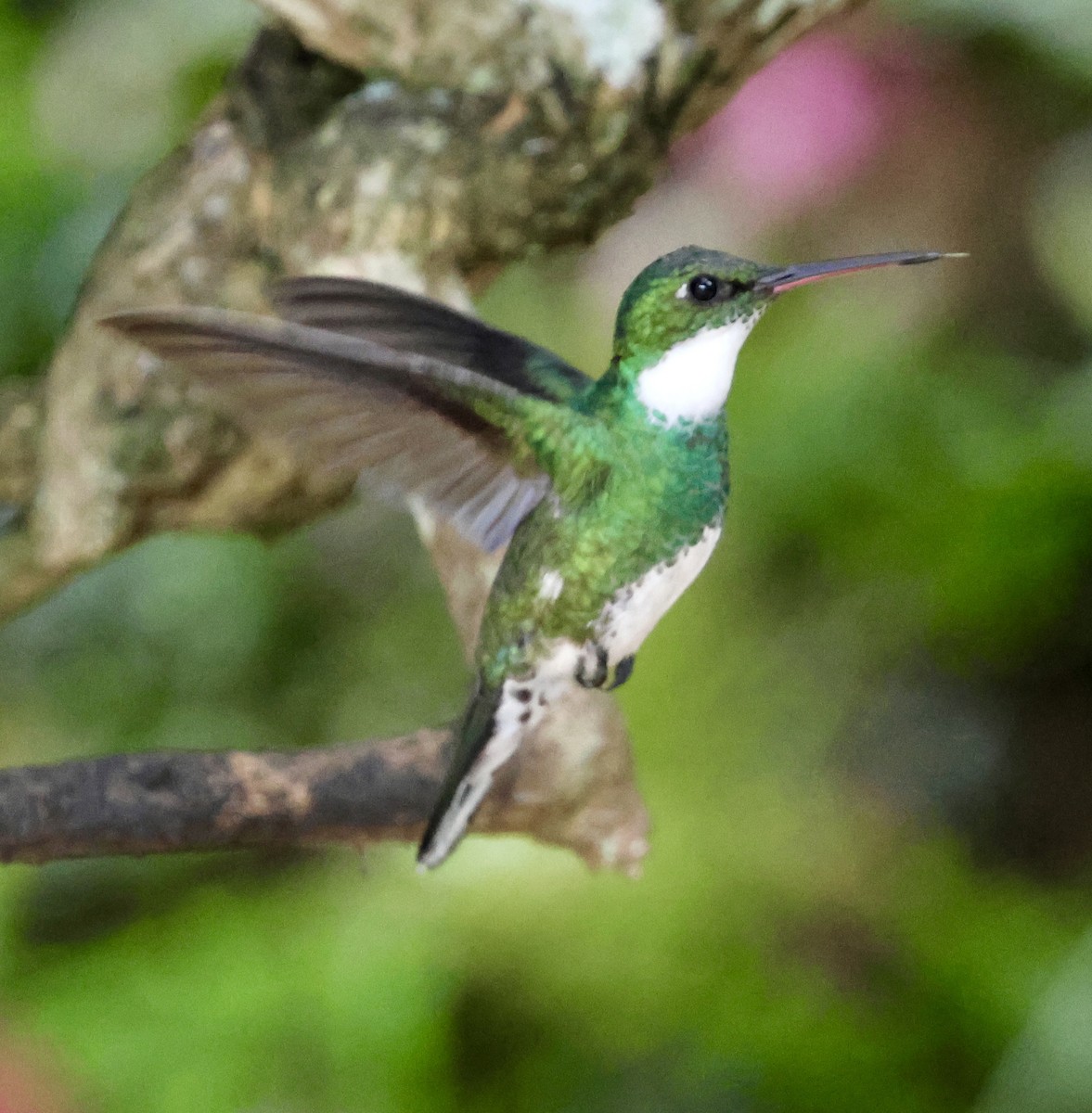 White-throated Hummingbird - ML625922719