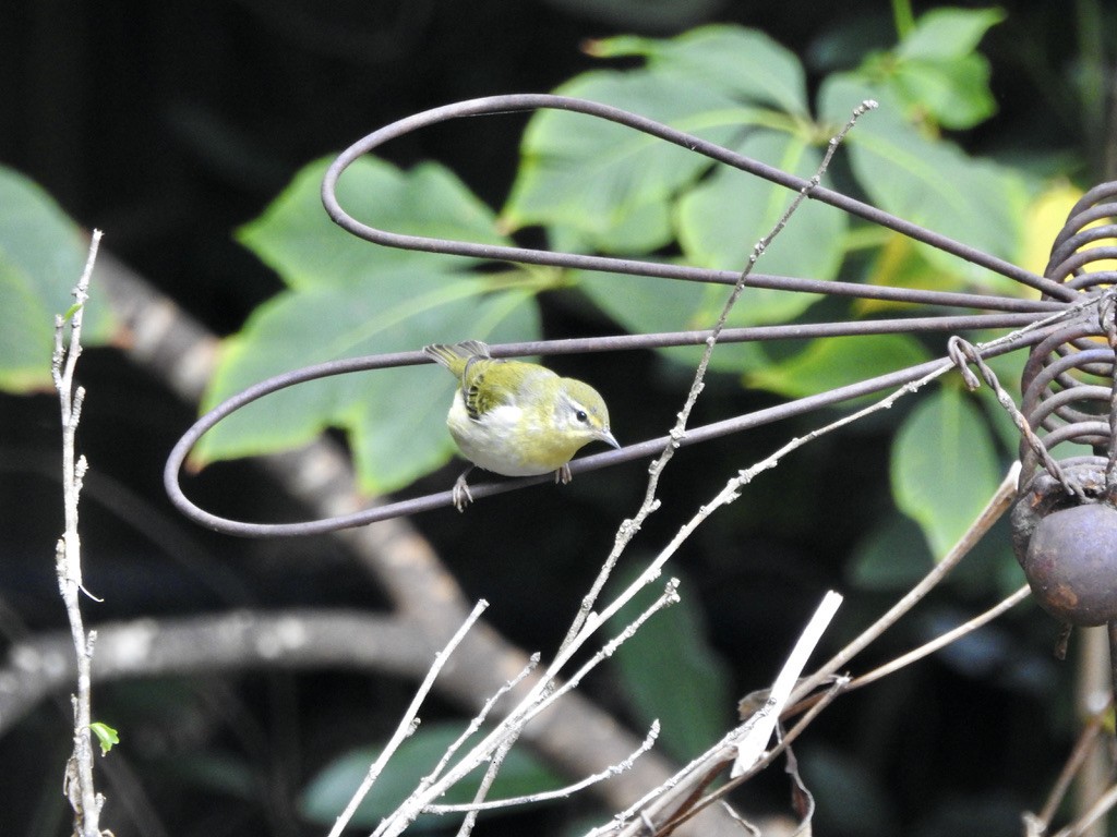 Tennessee Warbler - ML625922993