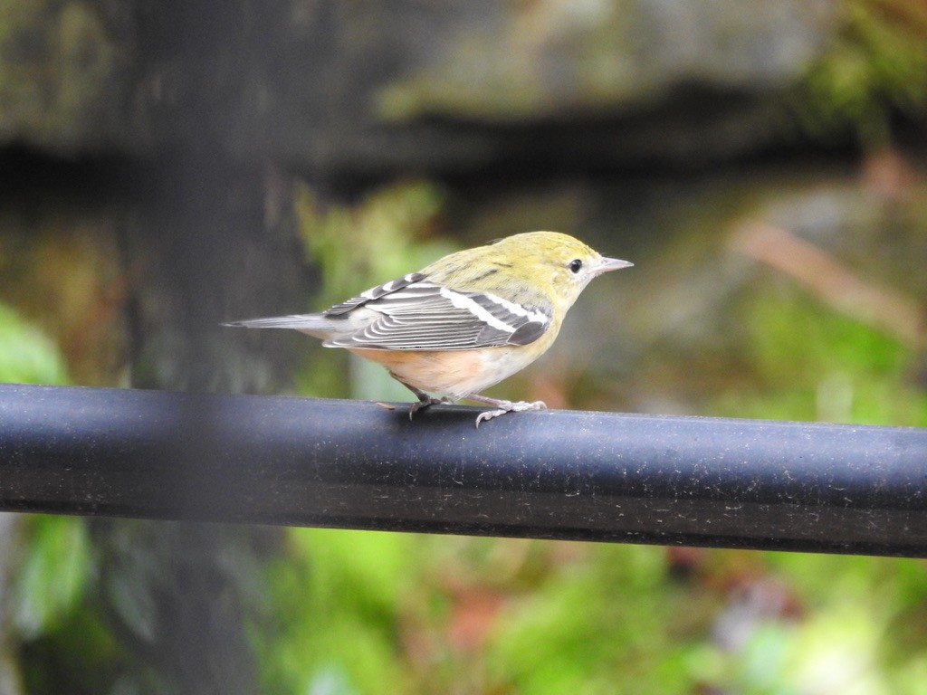 Bay-breasted Warbler - ML625923001