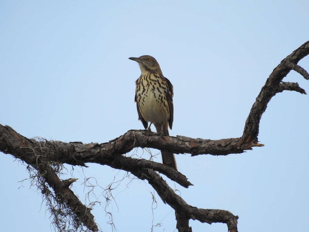 Brown Thrasher - ML625923043