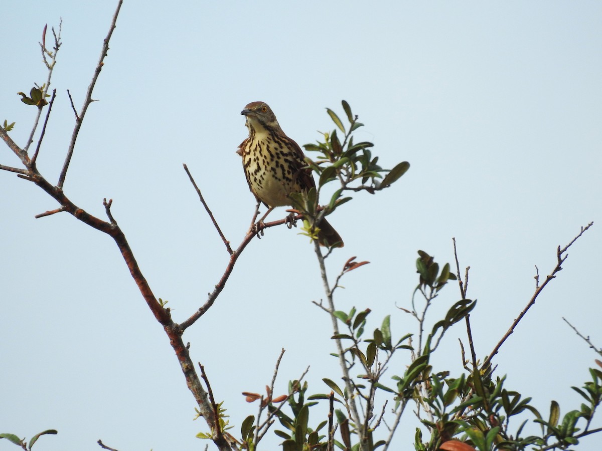 Brown Thrasher - ML625923044