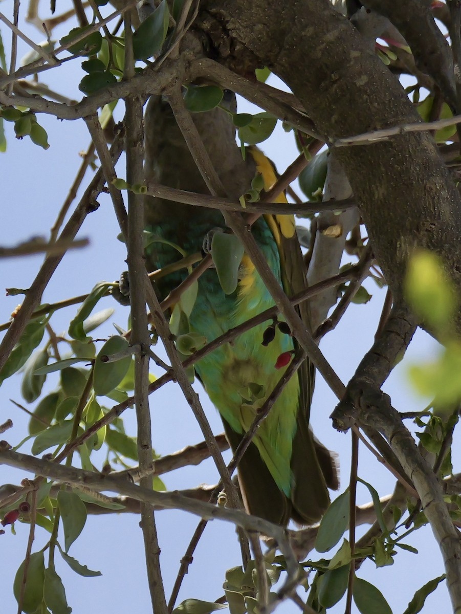 Meyer's Parrot - ML625923062