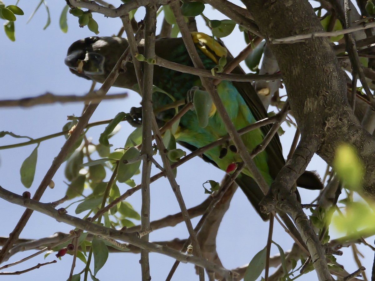 Meyer's Parrot - ML625923063