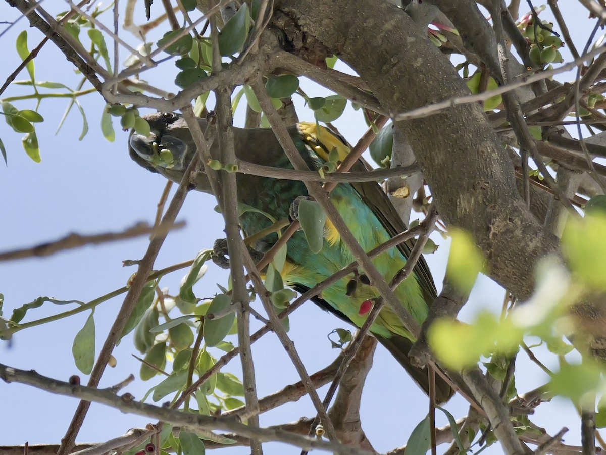 Meyer's Parrot - ML625923064