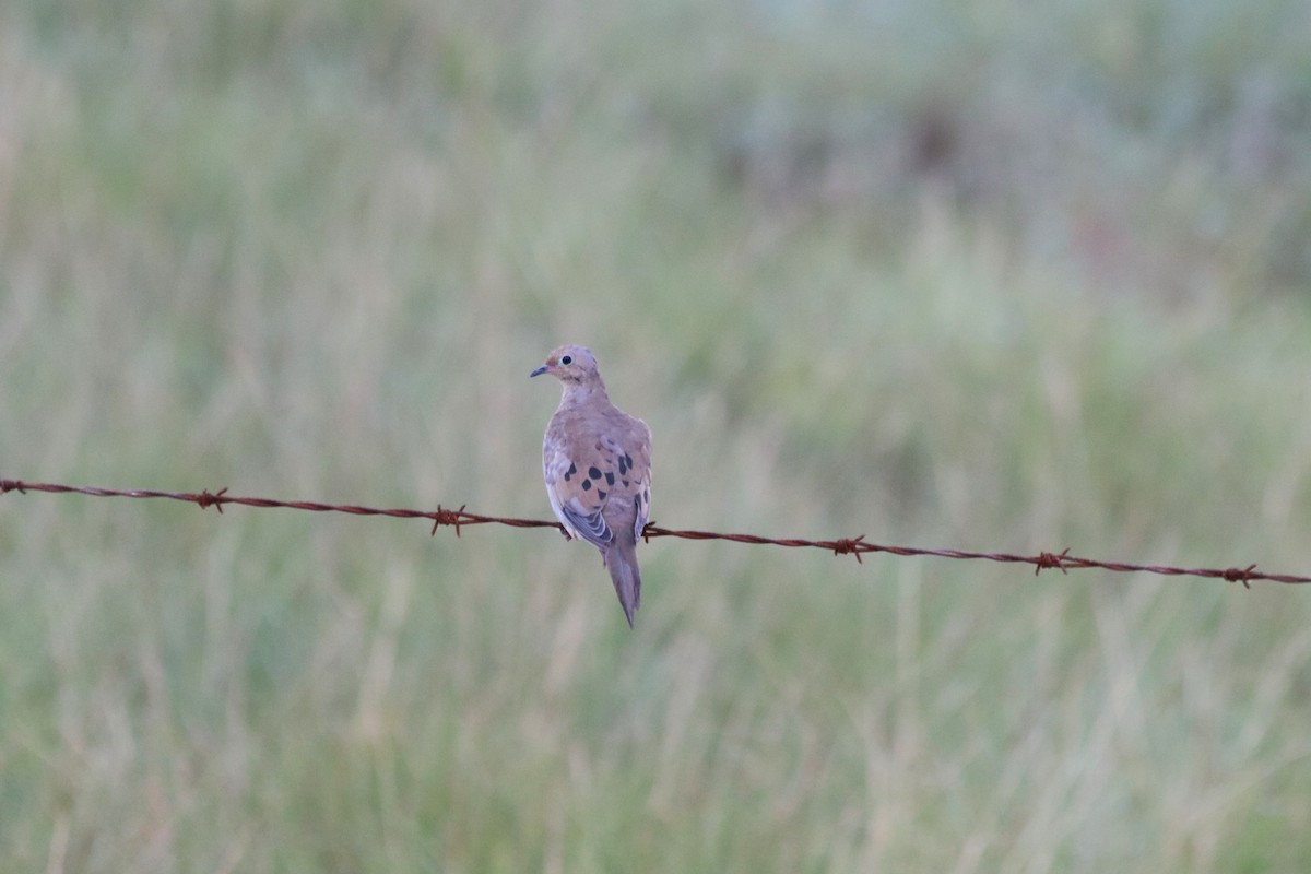 Mourning Dove - ML625923219